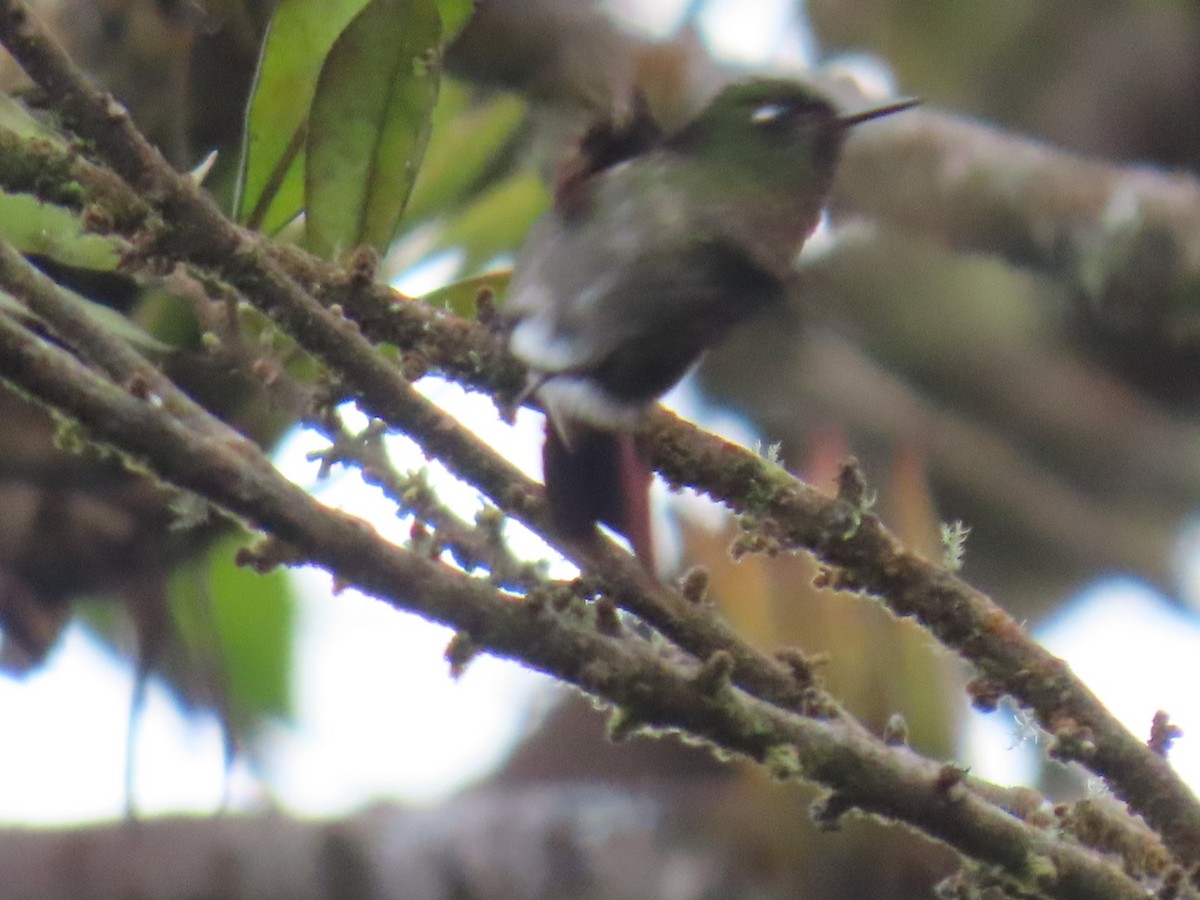 Métallure émeraude - ML646604755