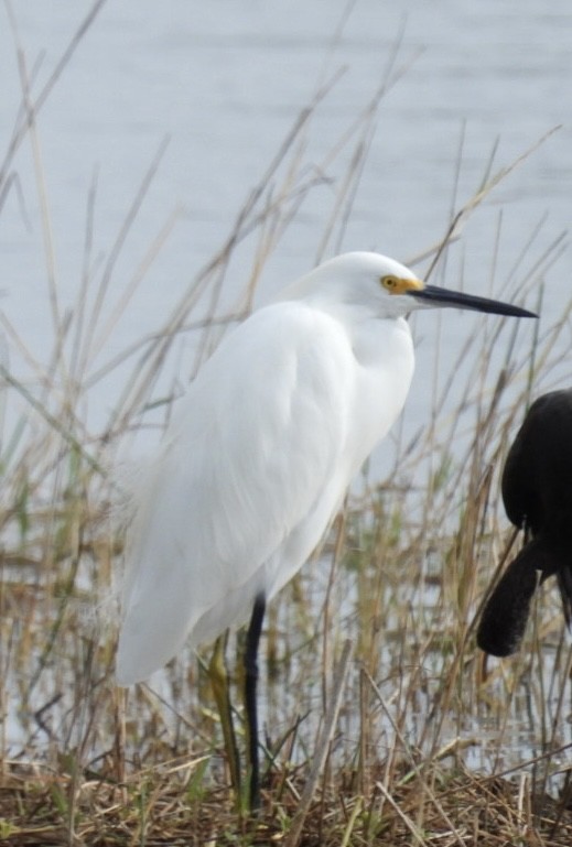 לבנית אמריקנית - ML646604756