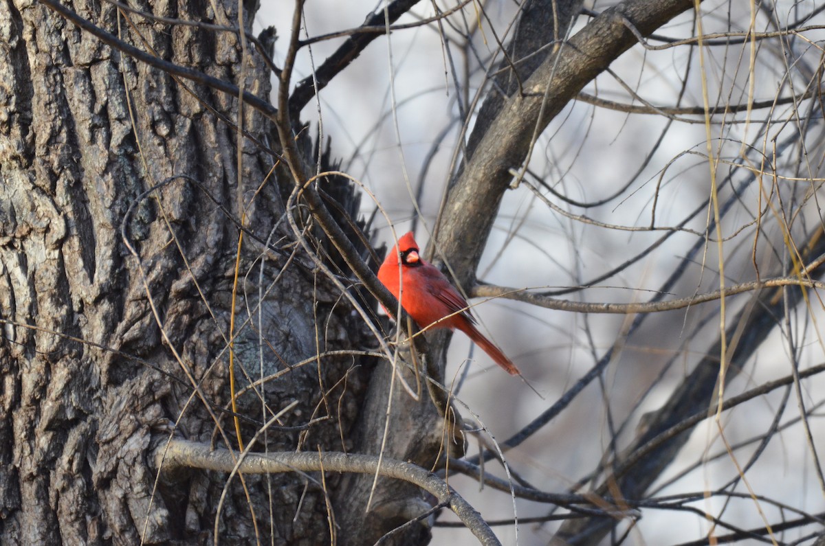 Красный кардинал - ML646604757