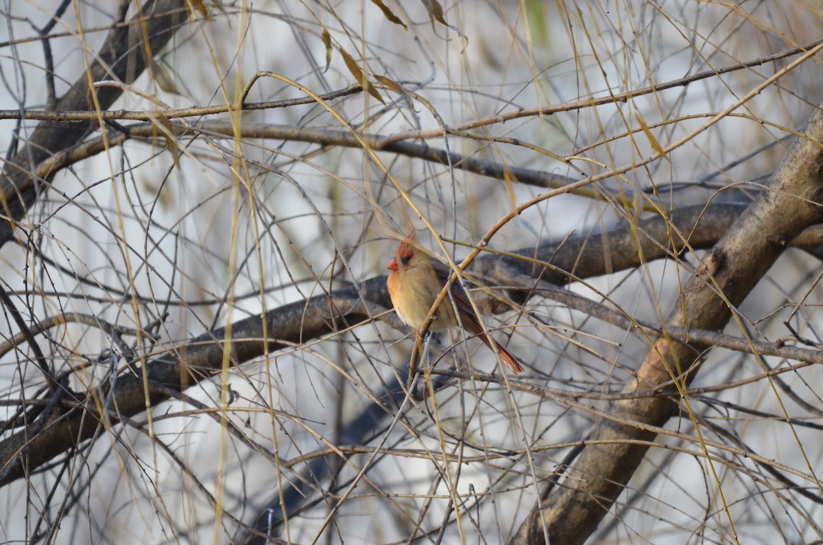 Красный кардинал - ML646604758