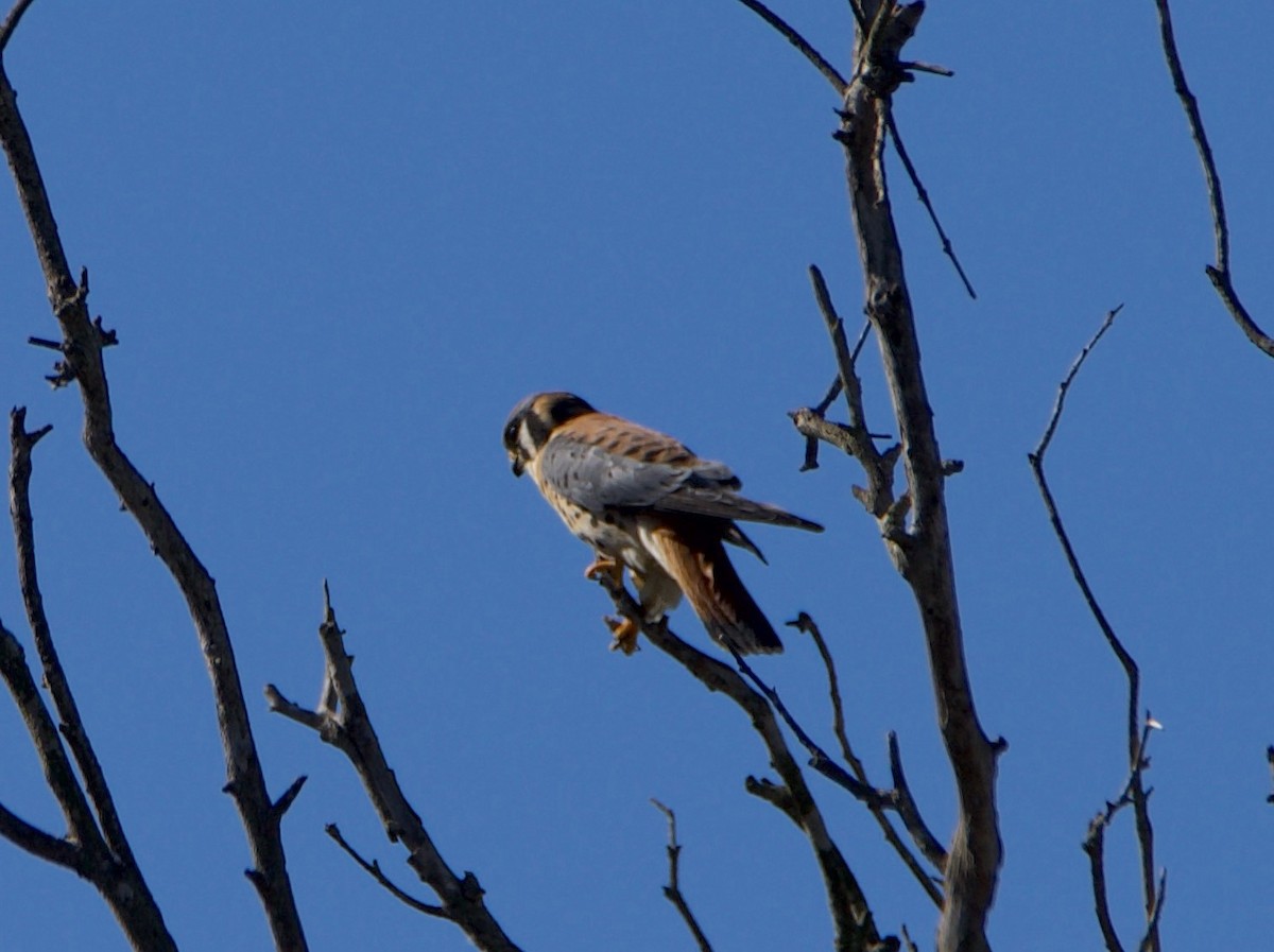 American Kestrel - ML646604760