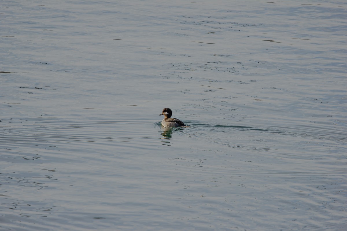 Bufflehead - ML646604761