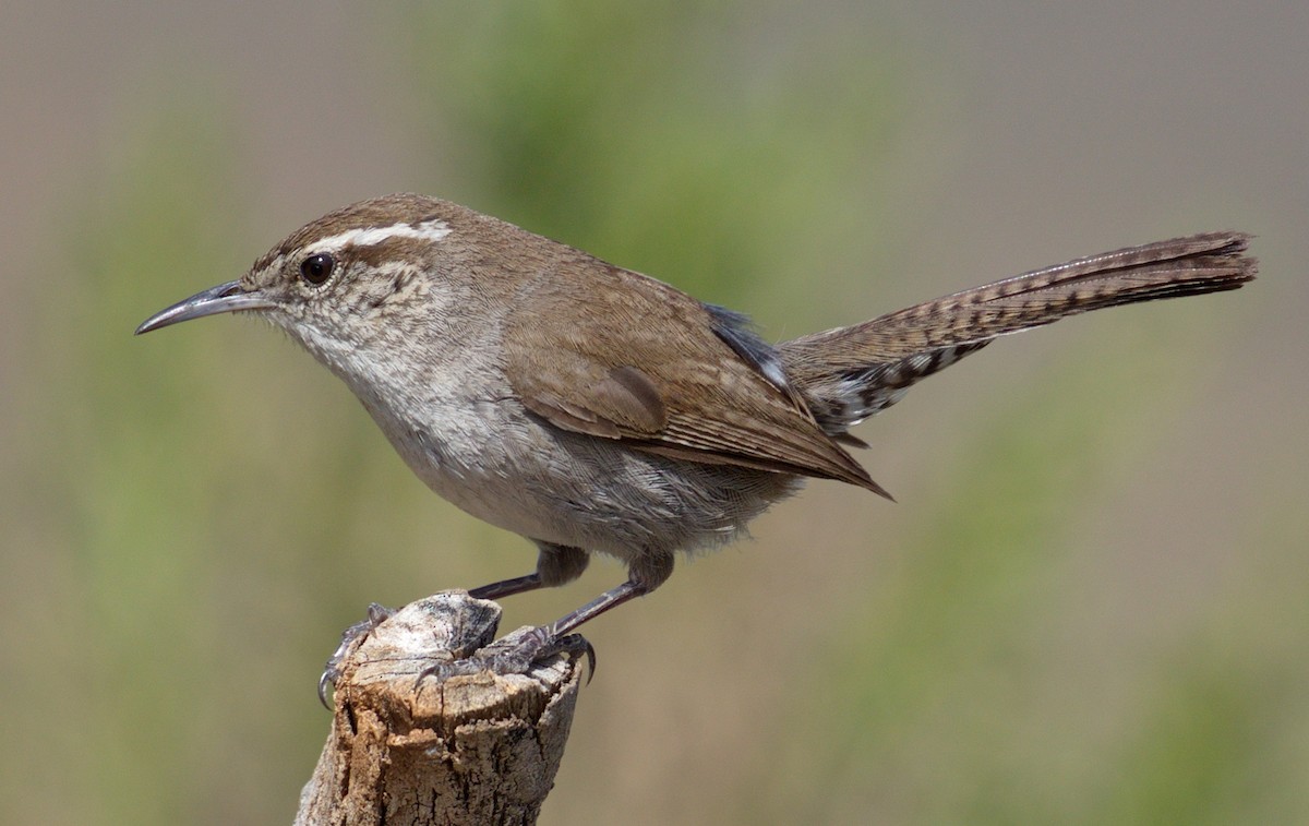 Troglodyte de Bewick - ML646604762