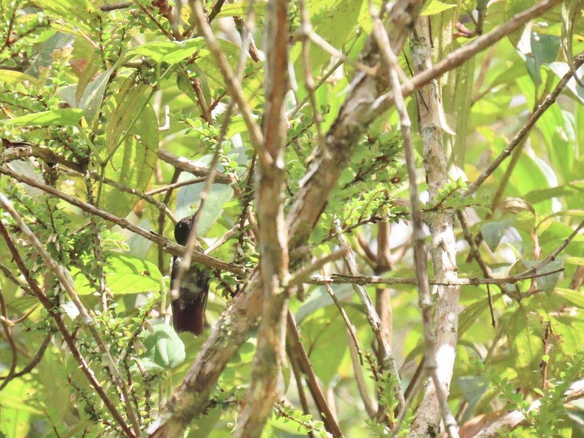 Métallure émeraude - ML646604763