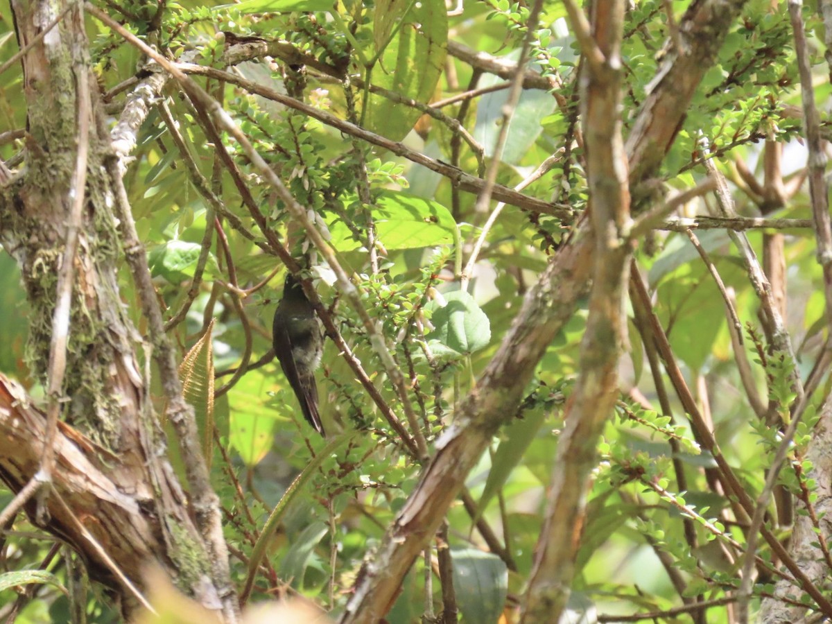 Métallure émeraude - ML646604764