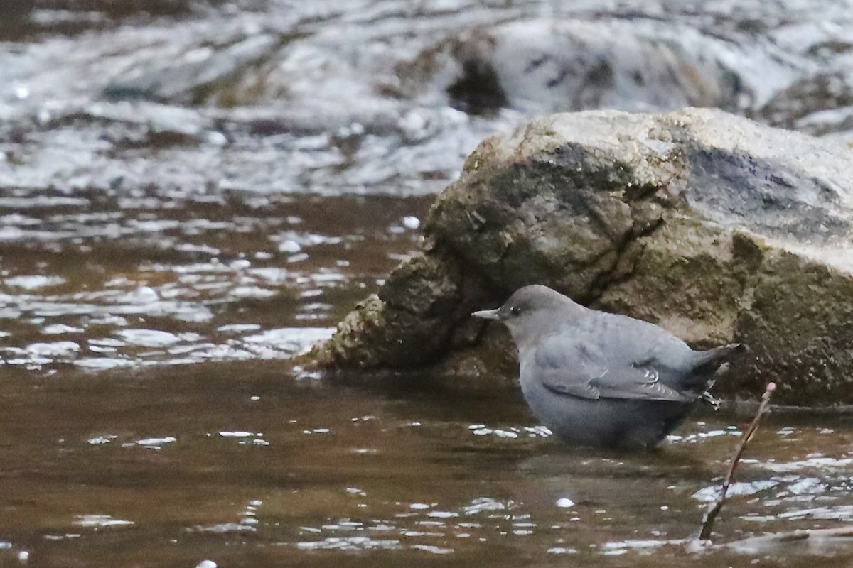 American Dipper - ML646604765