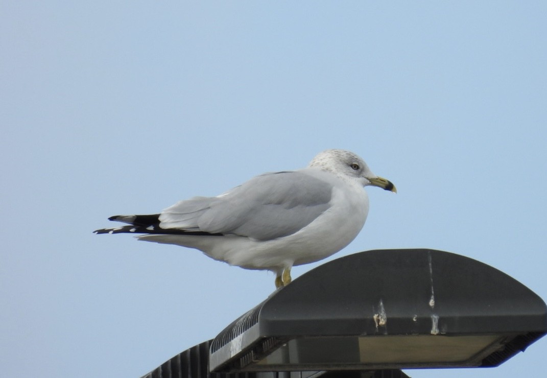 שחף עקוד-מקור - ML646604766
