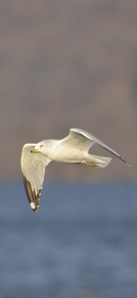 Делавэрская чайка - ML646604767