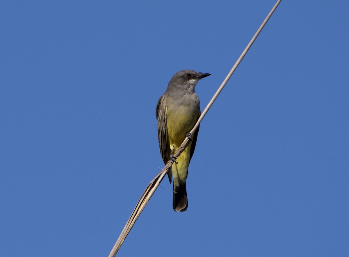 Cassin's Kingbird - ML646604768