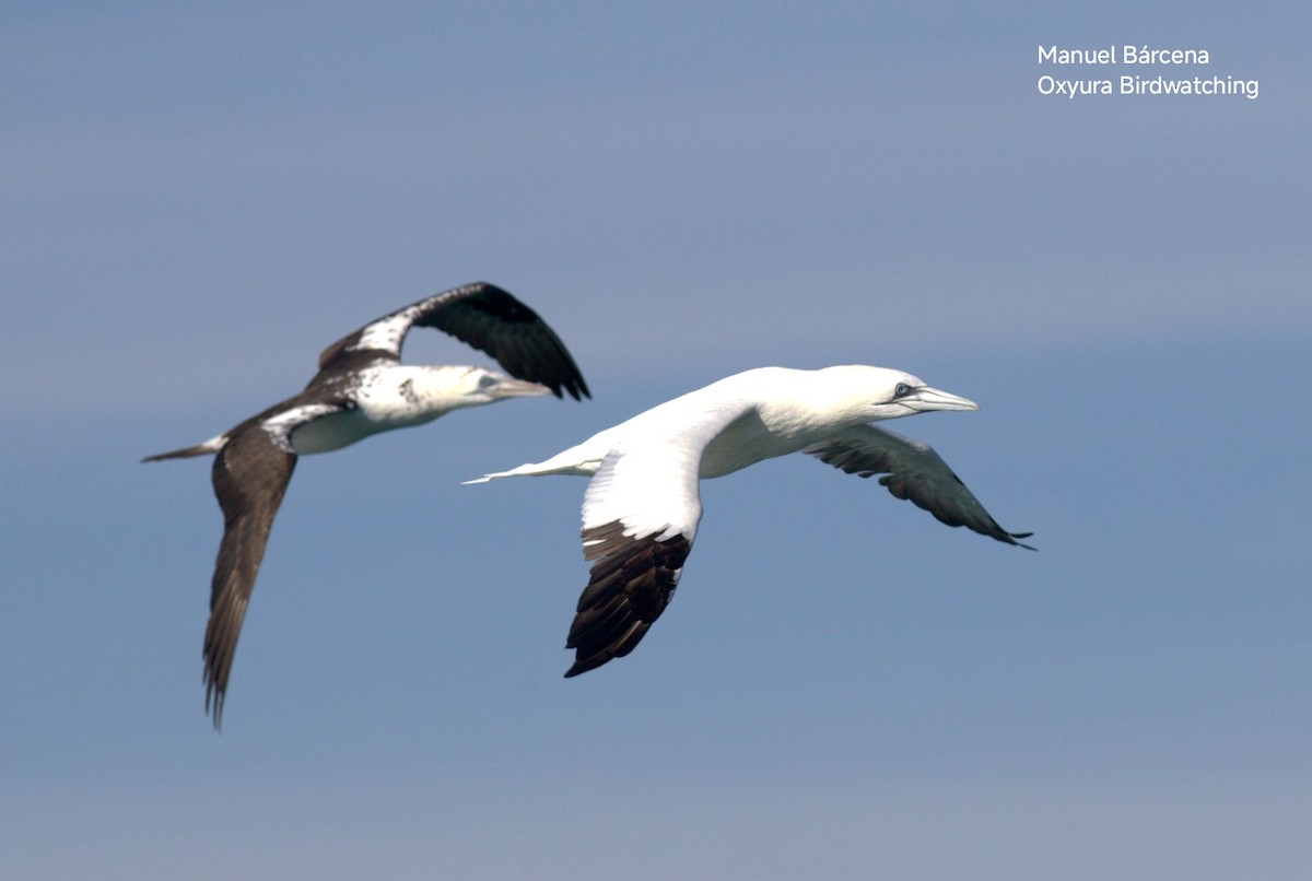 Northern Gannet - ML646604769