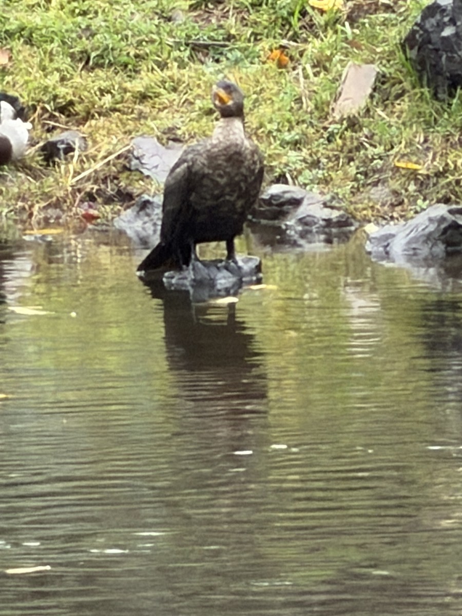 Double-crested Cormorant - ML646604770