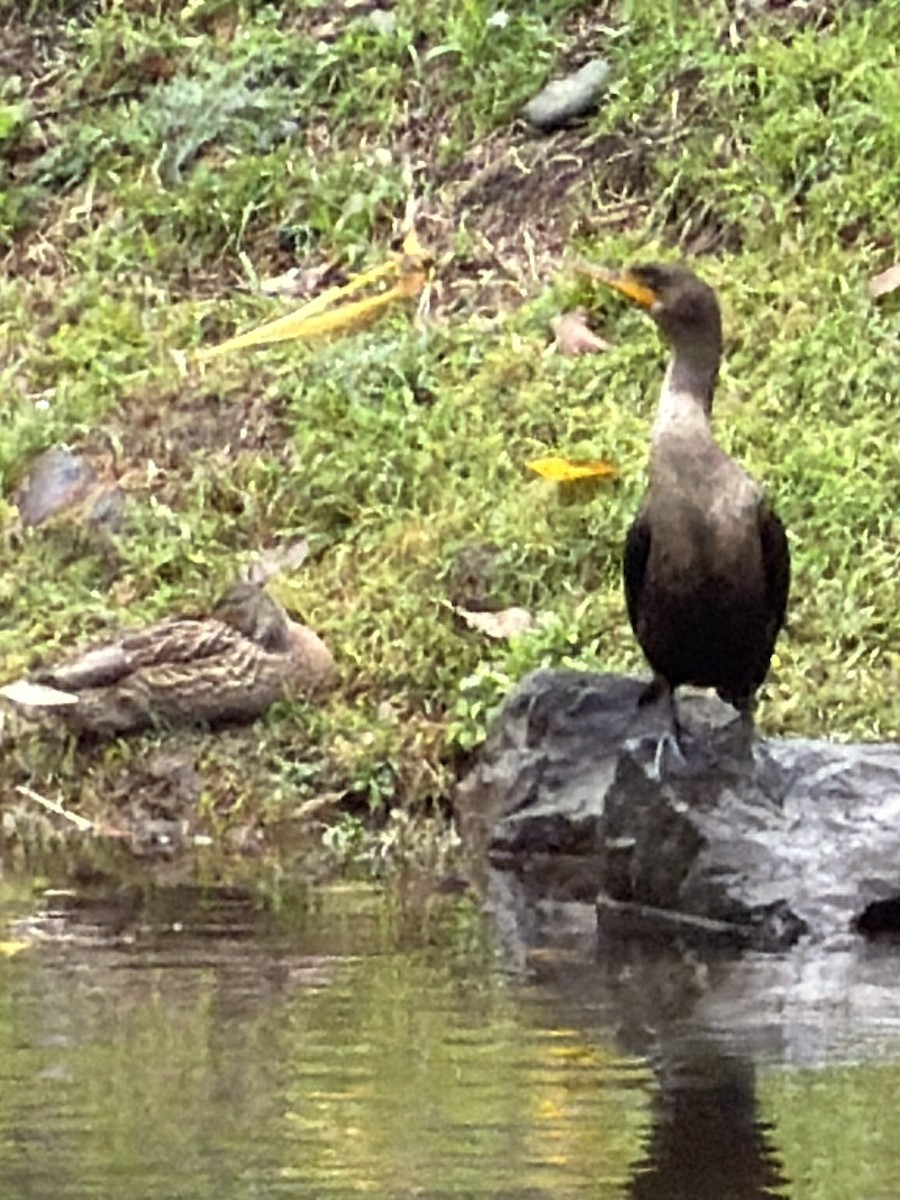 Double-crested Cormorant - ML646604771