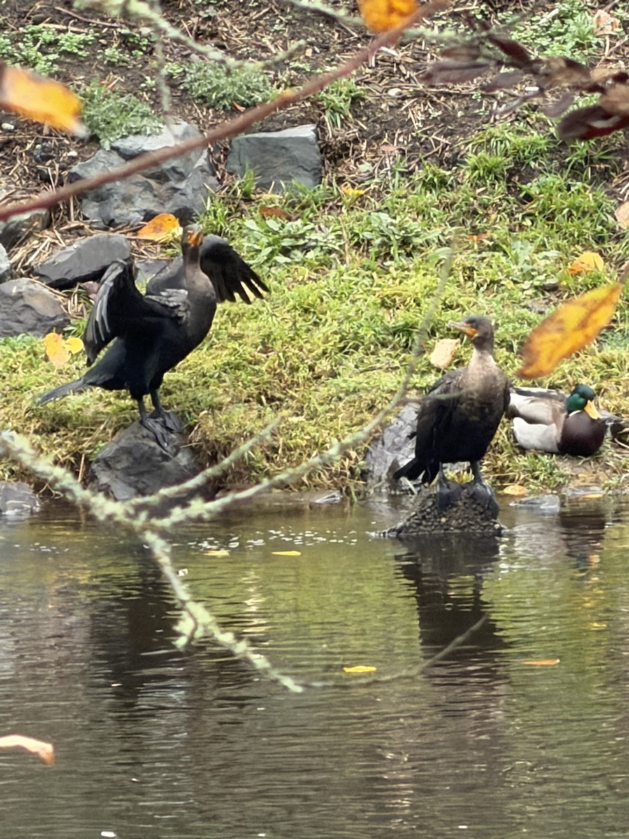 Double-crested Cormorant - ML646604772