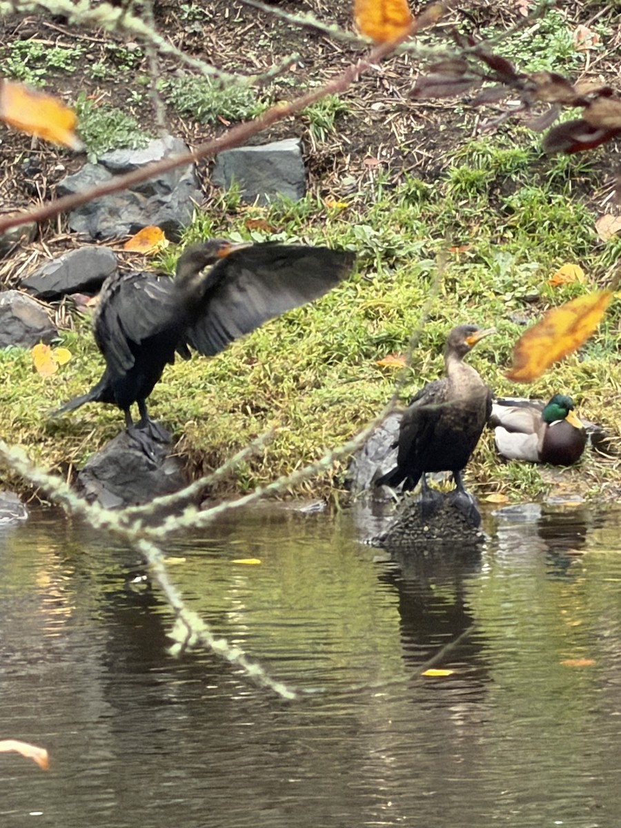 Double-crested Cormorant - ML646604773