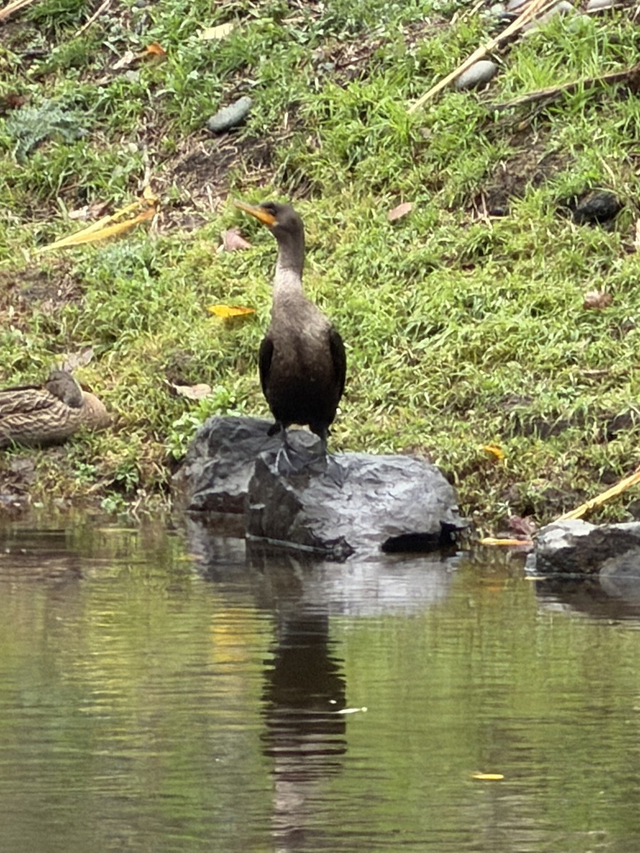 Double-crested Cormorant - ML646604774