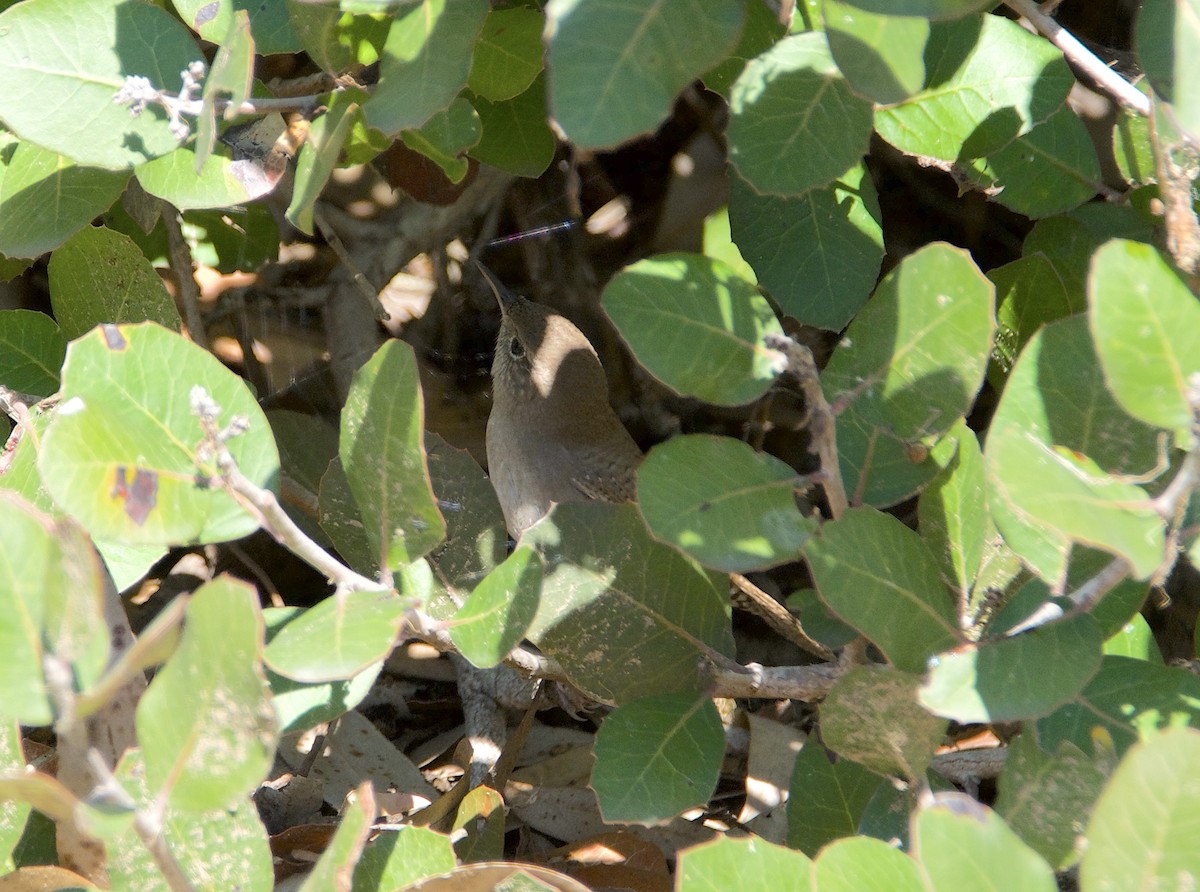 Troglodyte de Bewick - ML646604775