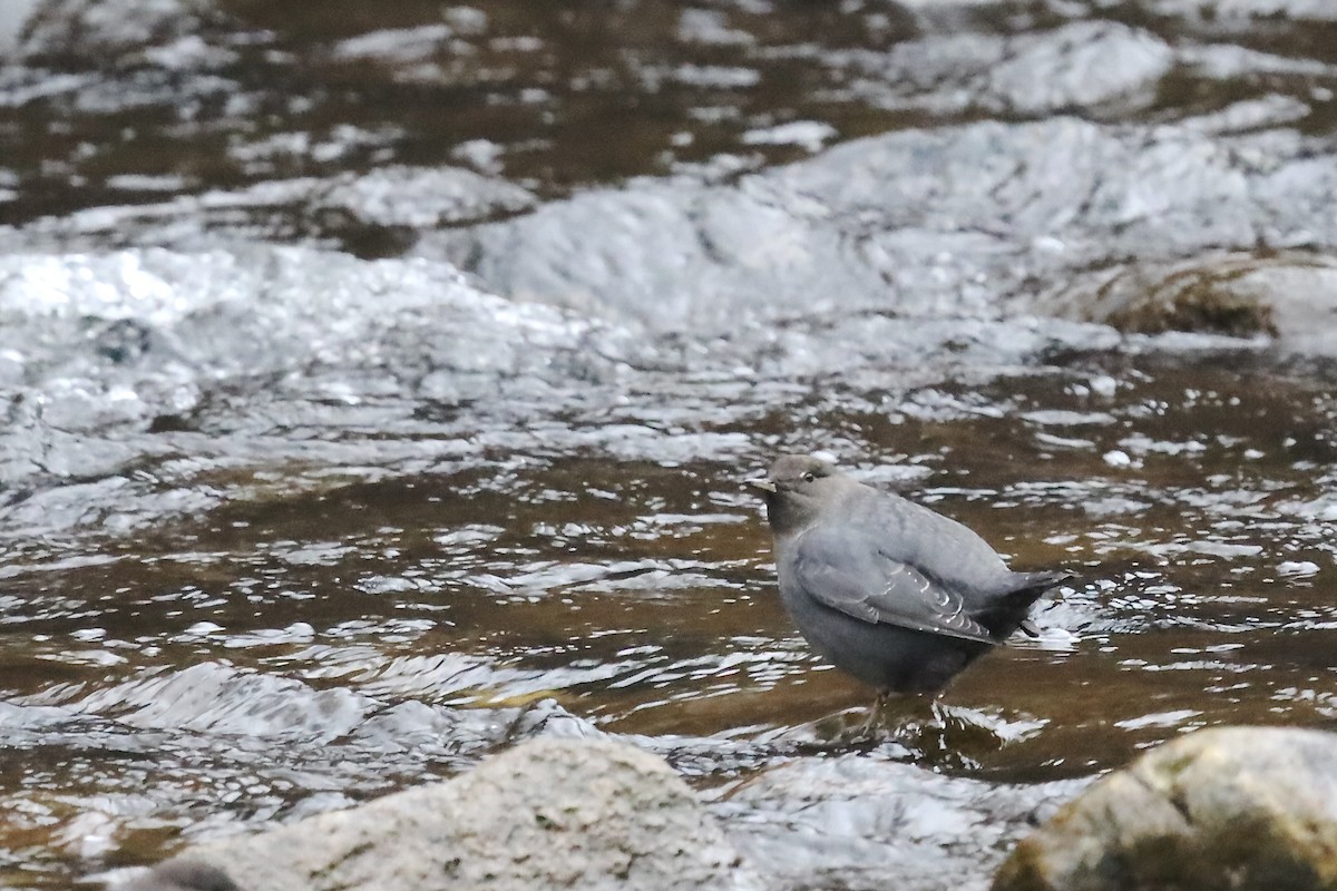 American Dipper - ML646604777