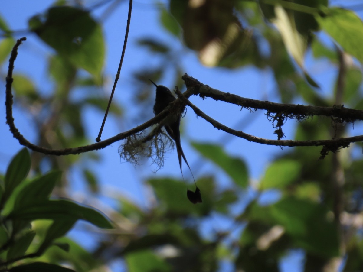 Haut-de-chausses à palettes - ML646604779