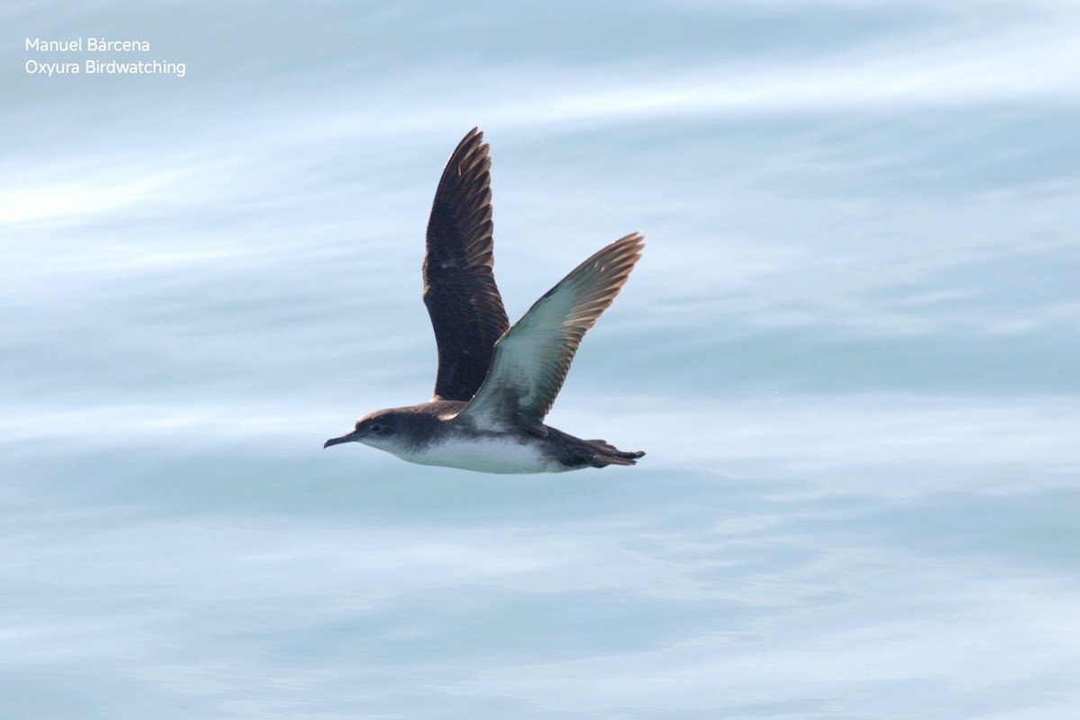Balearic Shearwater - ML646604780
