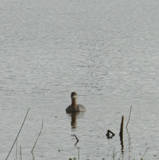 טבלן עקוד-מקור - ML646604781