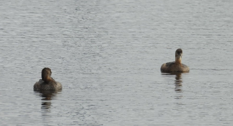 טבלן עקוד-מקור - ML646604782