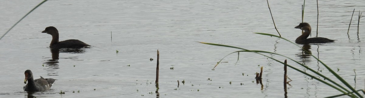 טבלן עקוד-מקור - ML646604783