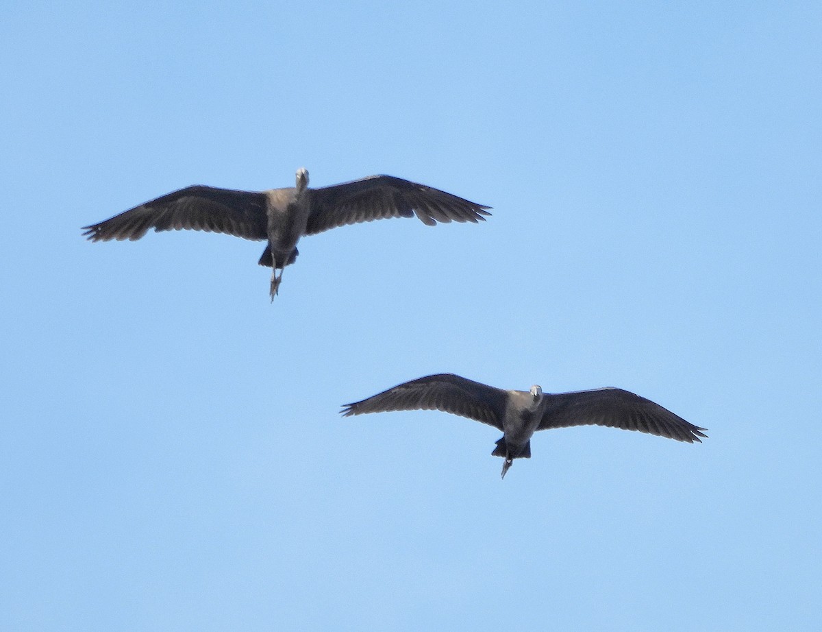 Glossy Ibis - ML646604784