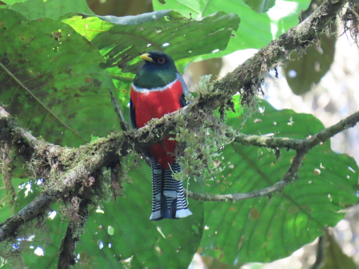 Trogon rosalba - ML646604786