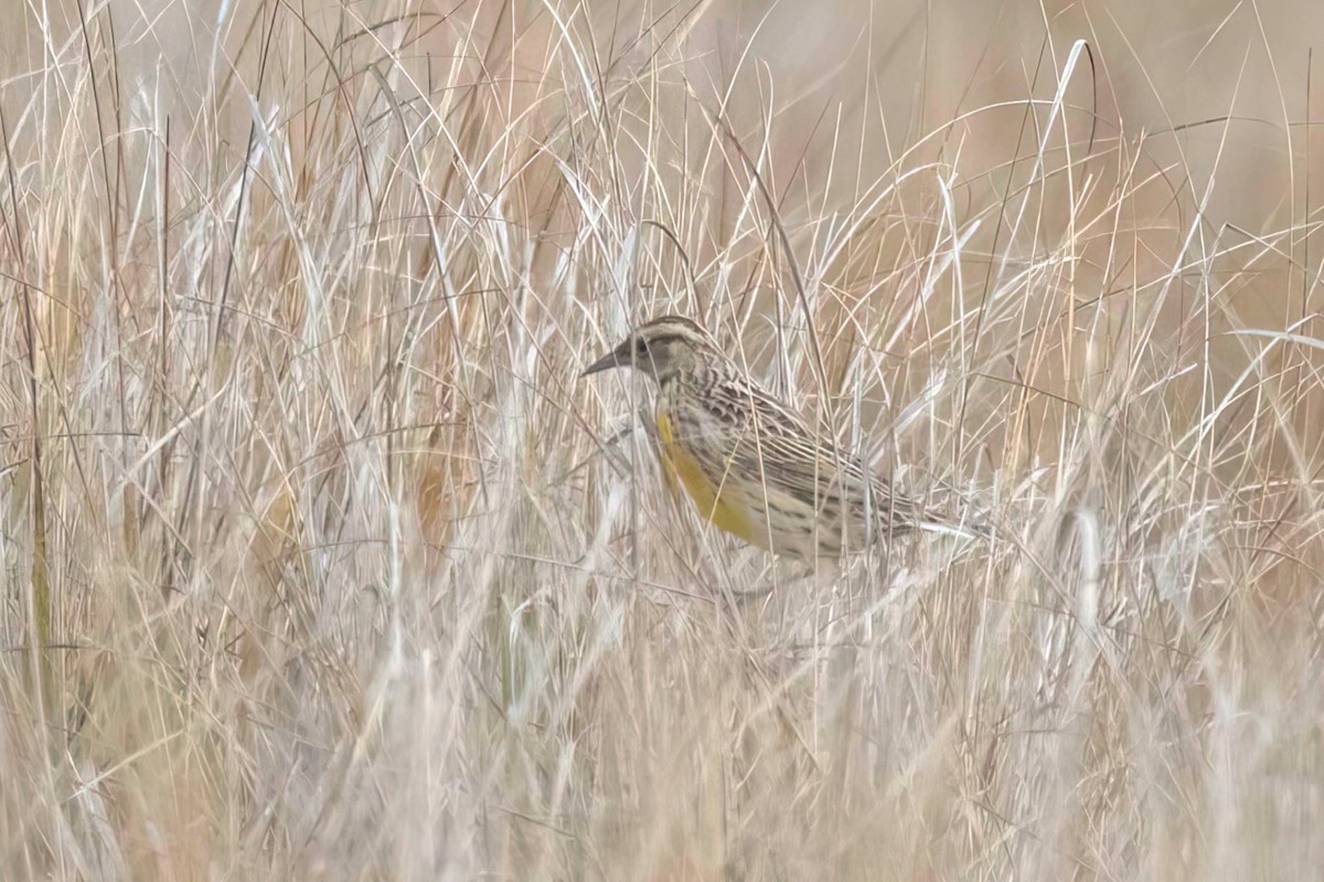 Eastern Meadowlark - ML646604787