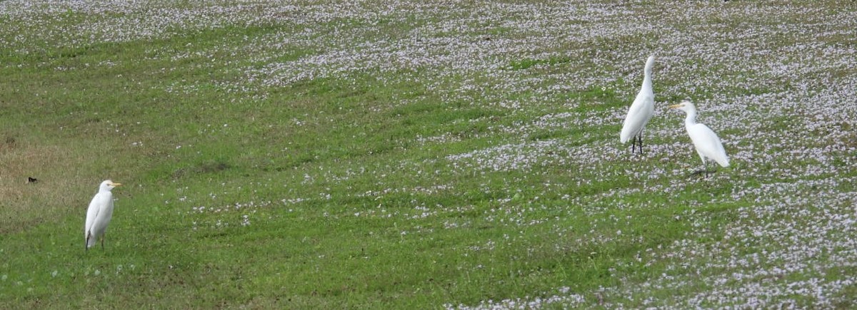 אנפית בקר מערבית - ML646604788