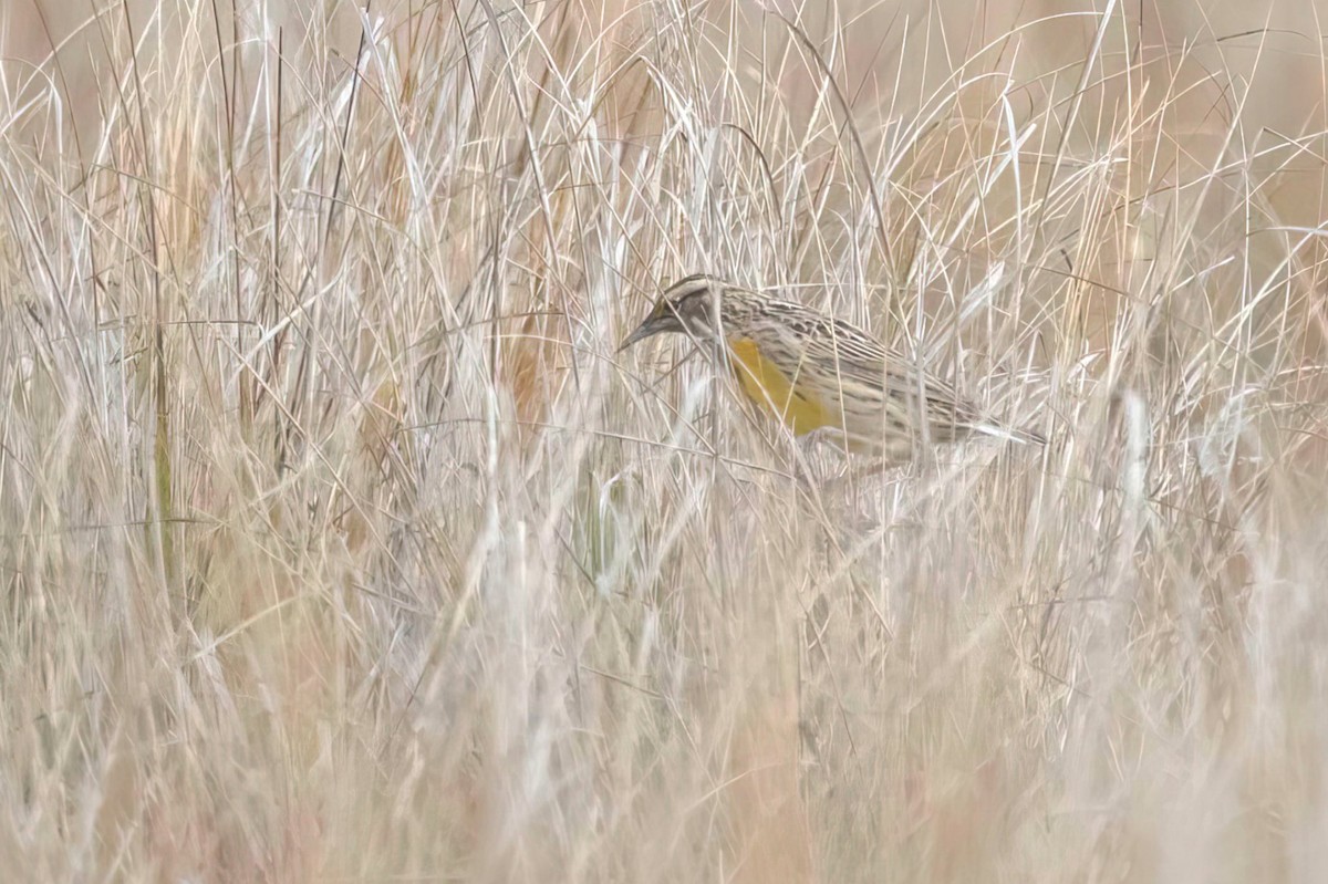 Eastern Meadowlark - ML646604789