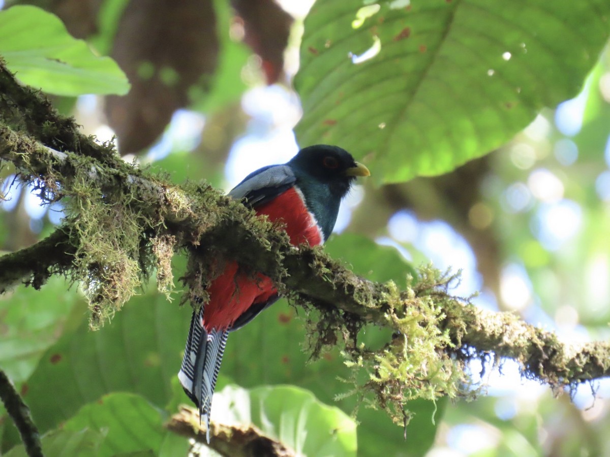 Trogon rosalba - ML646604790