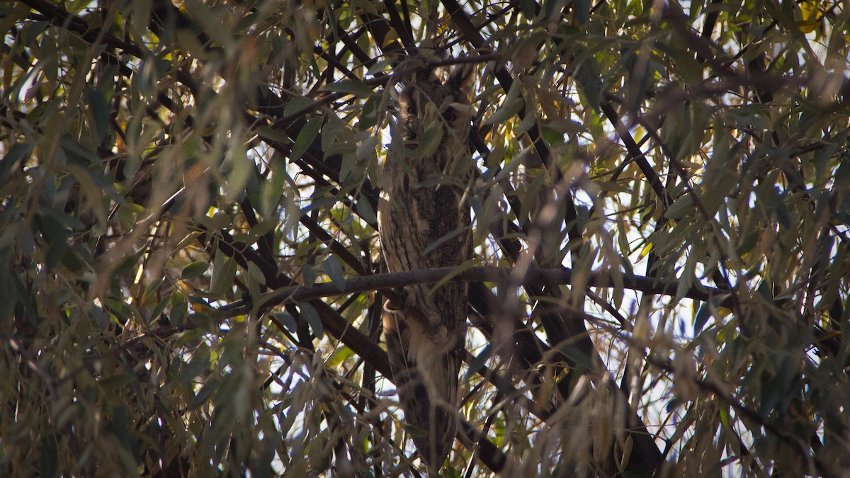 Long-eared Owl - ML646604791