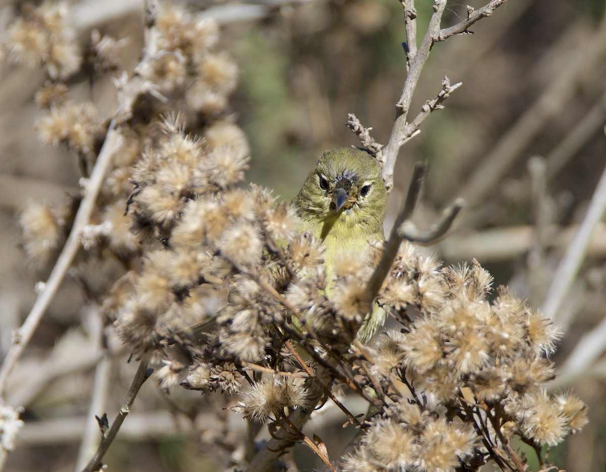 Orange-crowned Warbler - ML646604792
