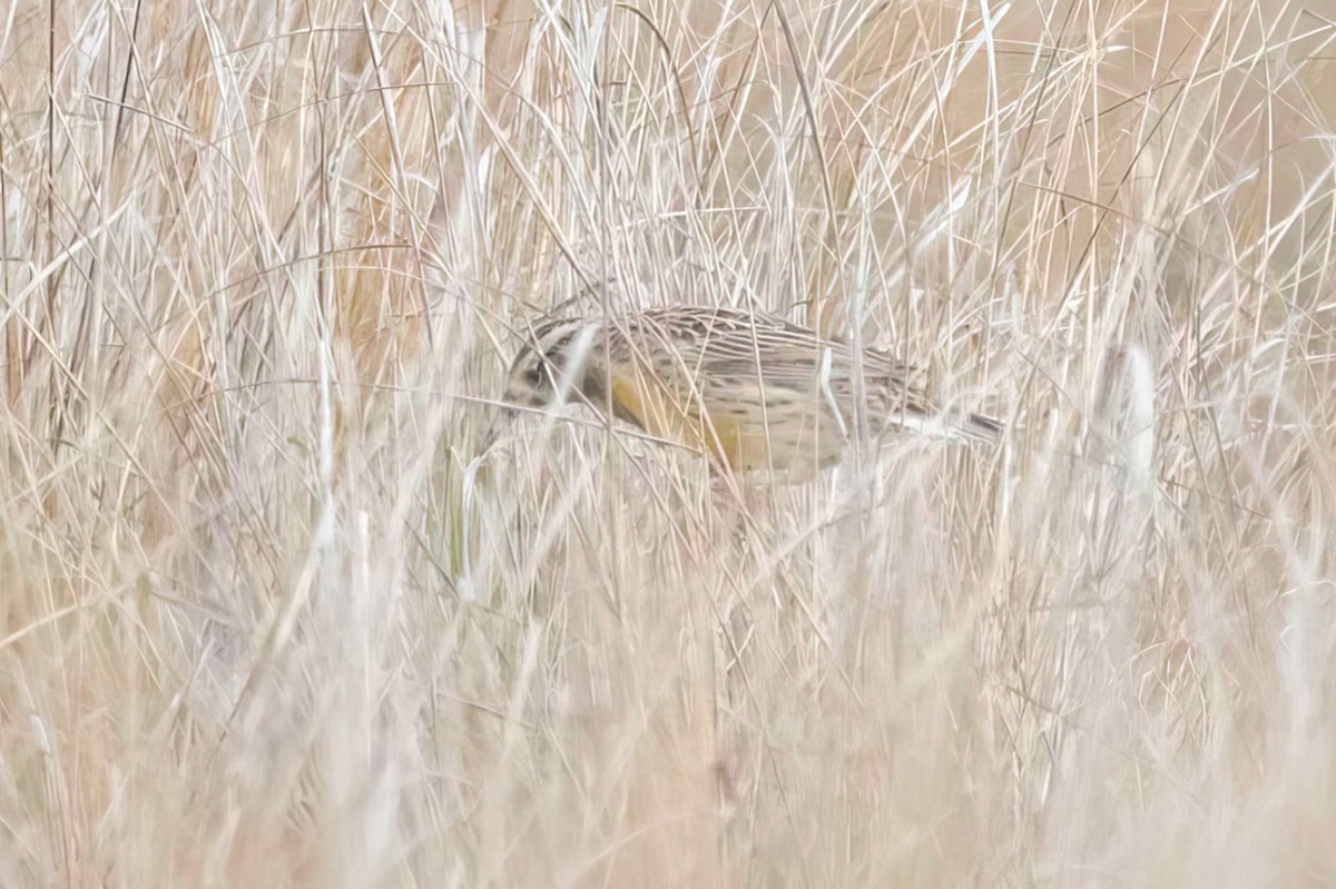 Eastern Meadowlark - ML646604793