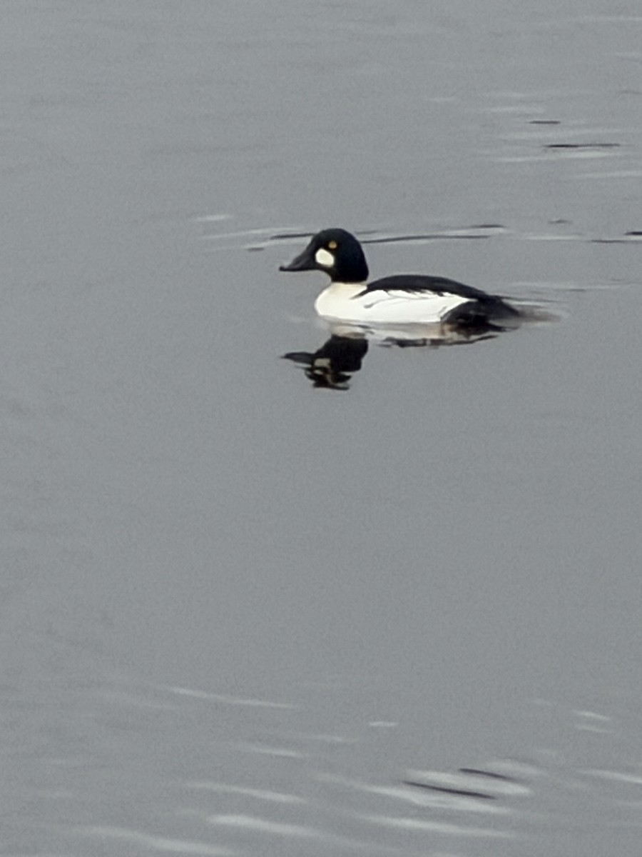 Common Goldeneye - ML646604795
