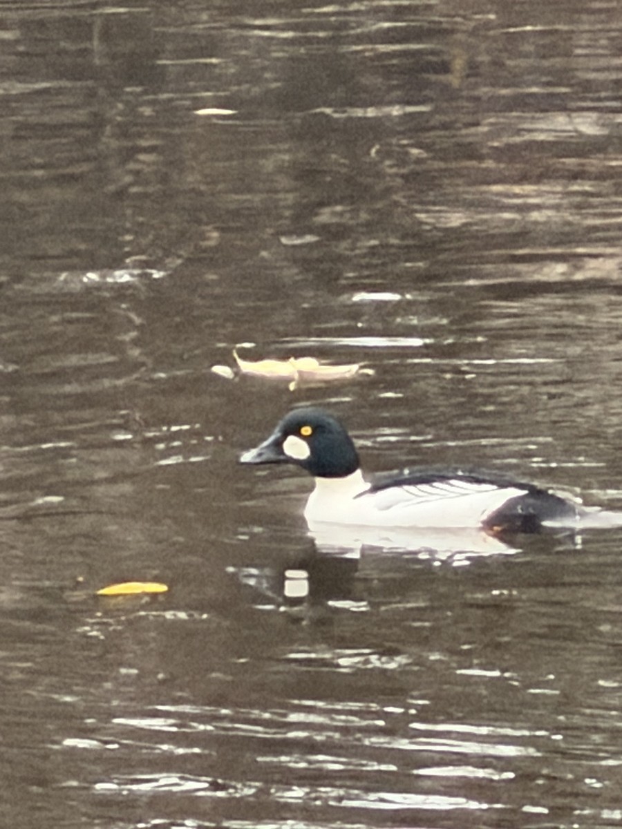 Common Goldeneye - ML646604796