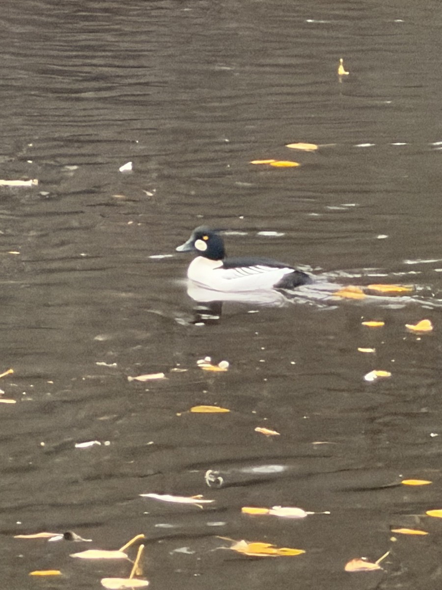 Common Goldeneye - ML646604797