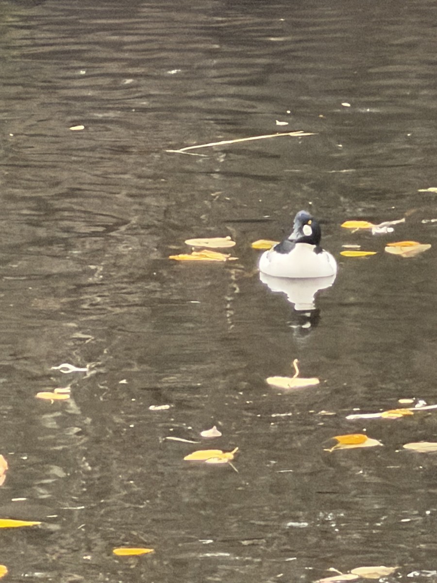 Common Goldeneye - ML646604798