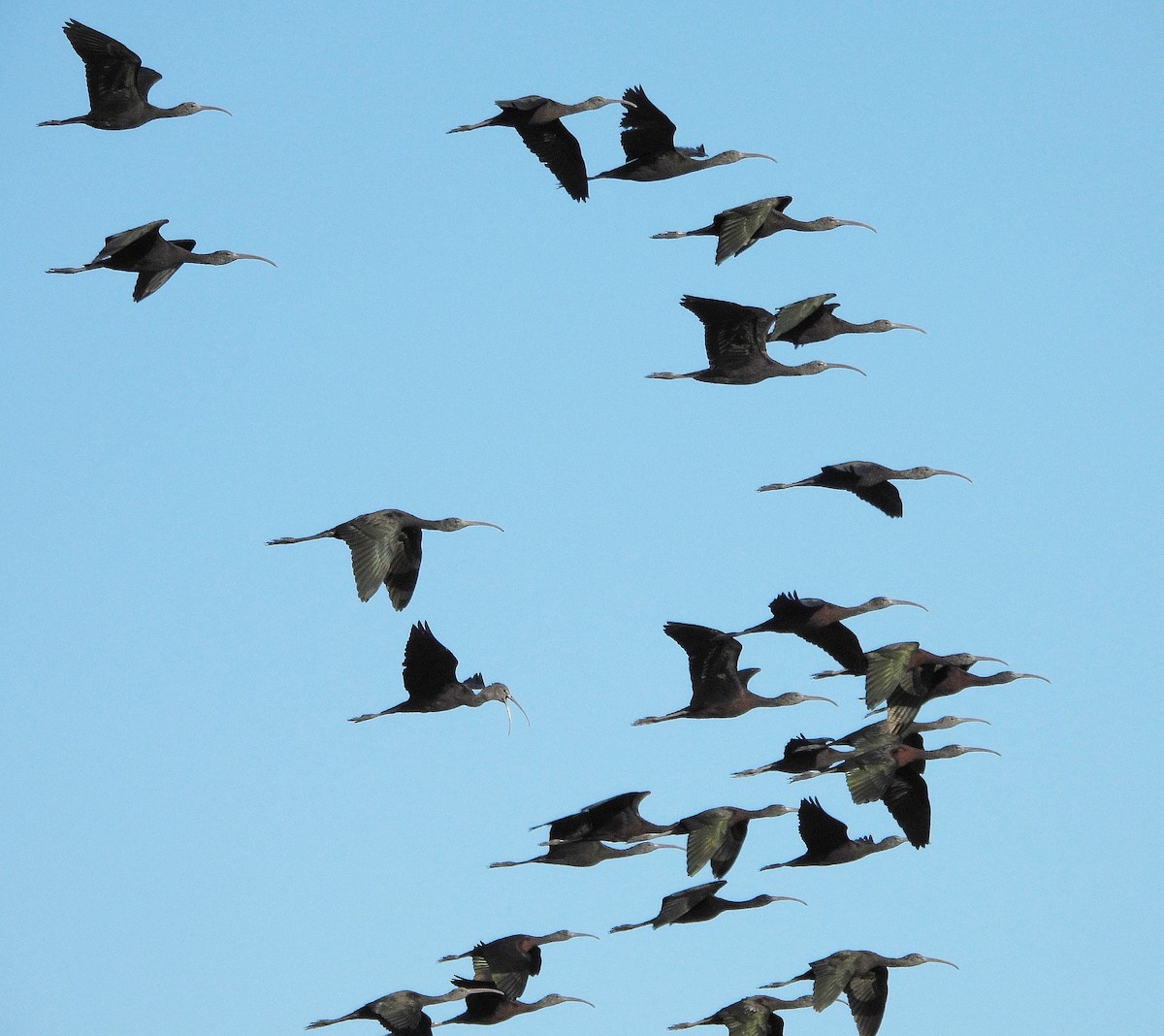 Glossy Ibis - ML646604799