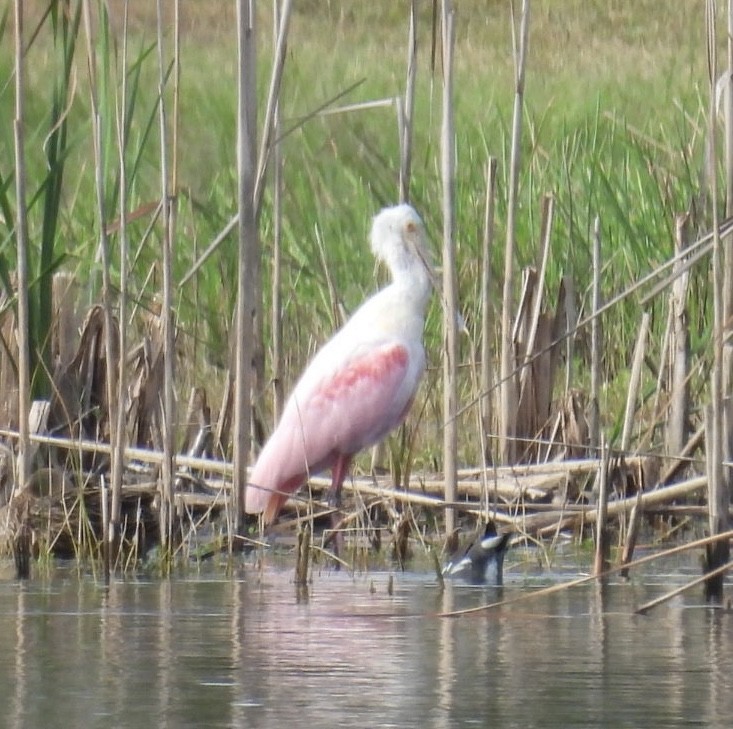Roseate Spoonbill - ML646604800