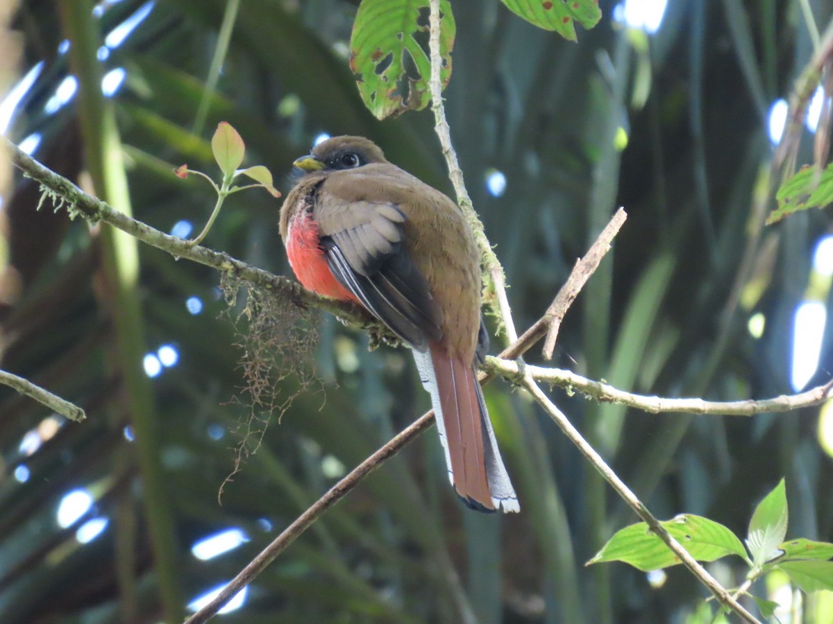 Trogon rosalba - ML646604801