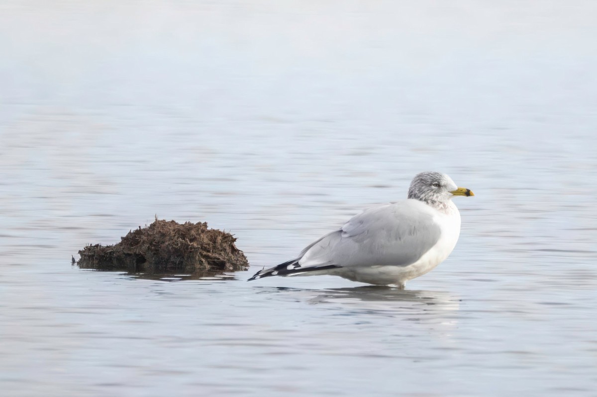 Ring-billed Gull - ML646604803