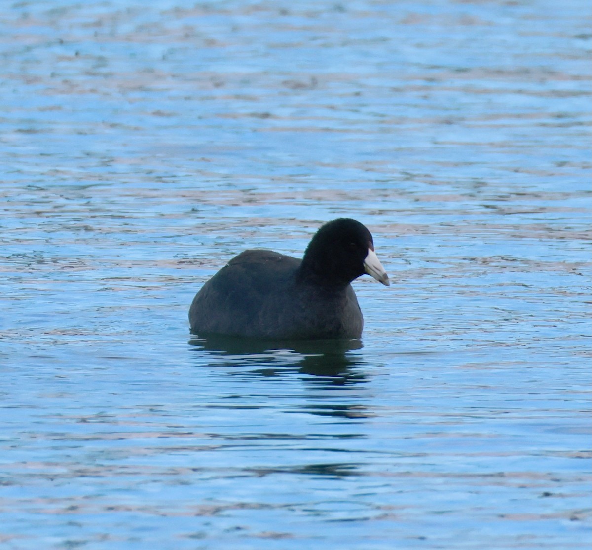 American Coot - ML646604804