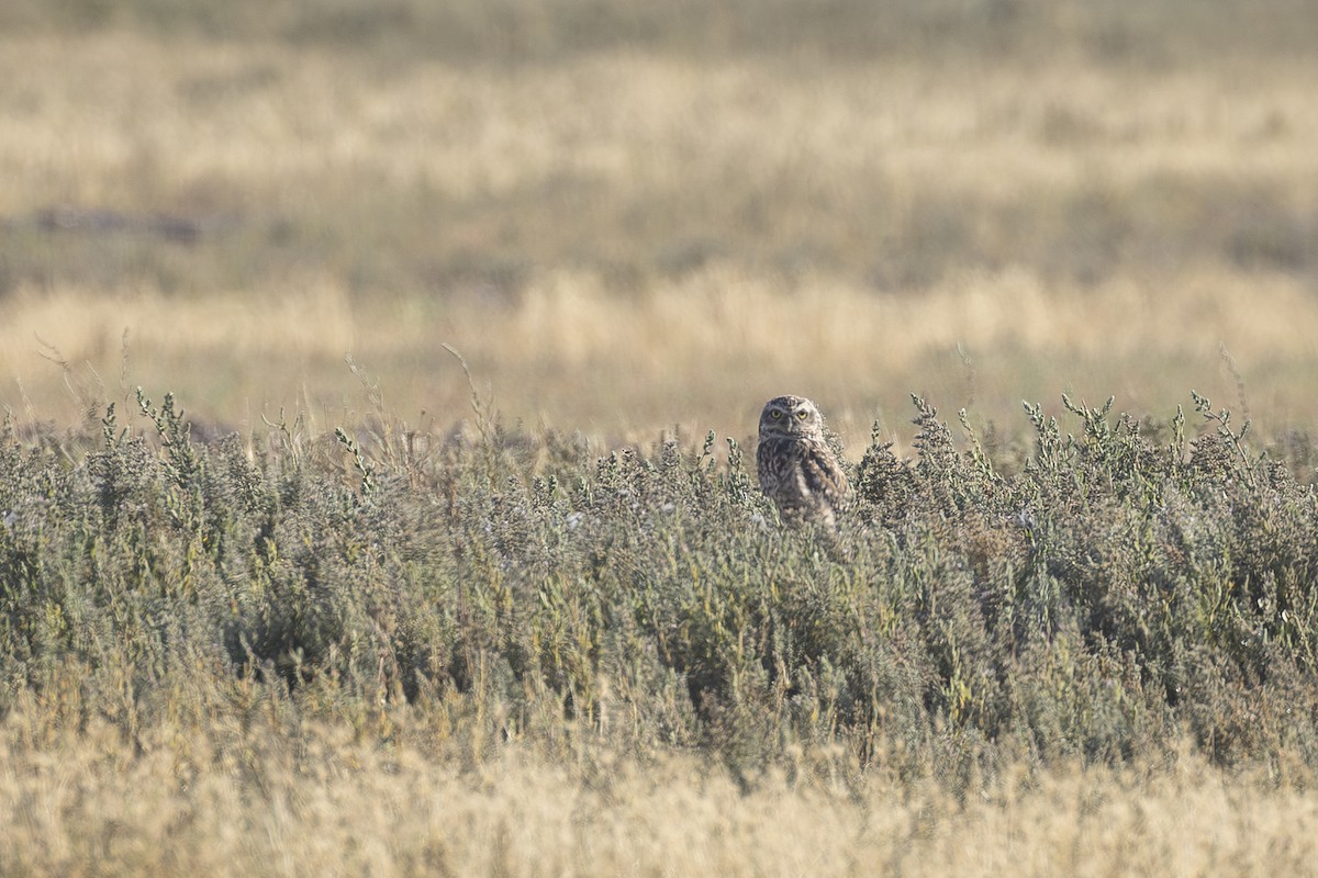 Burrowing Owl (Southern) - ML646604805