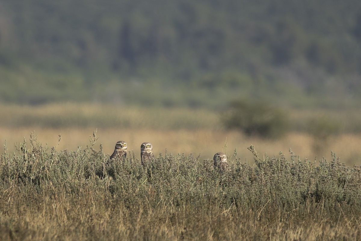 Burrowing Owl (Southern) - ML646604806