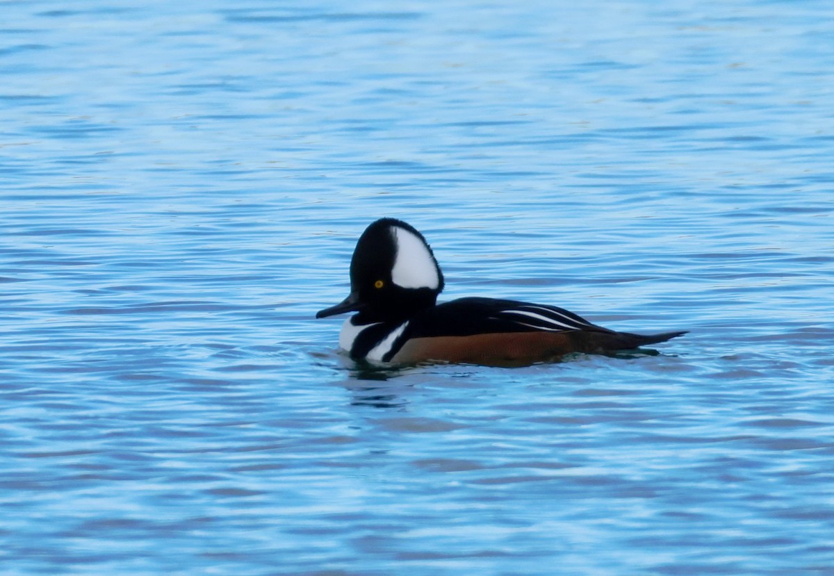 オウギアイサ - ML646604807