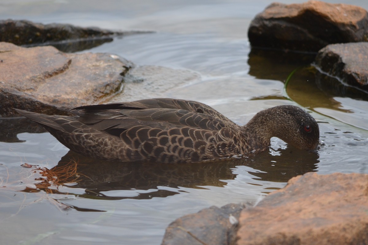 Chestnut Teal - ML646604808