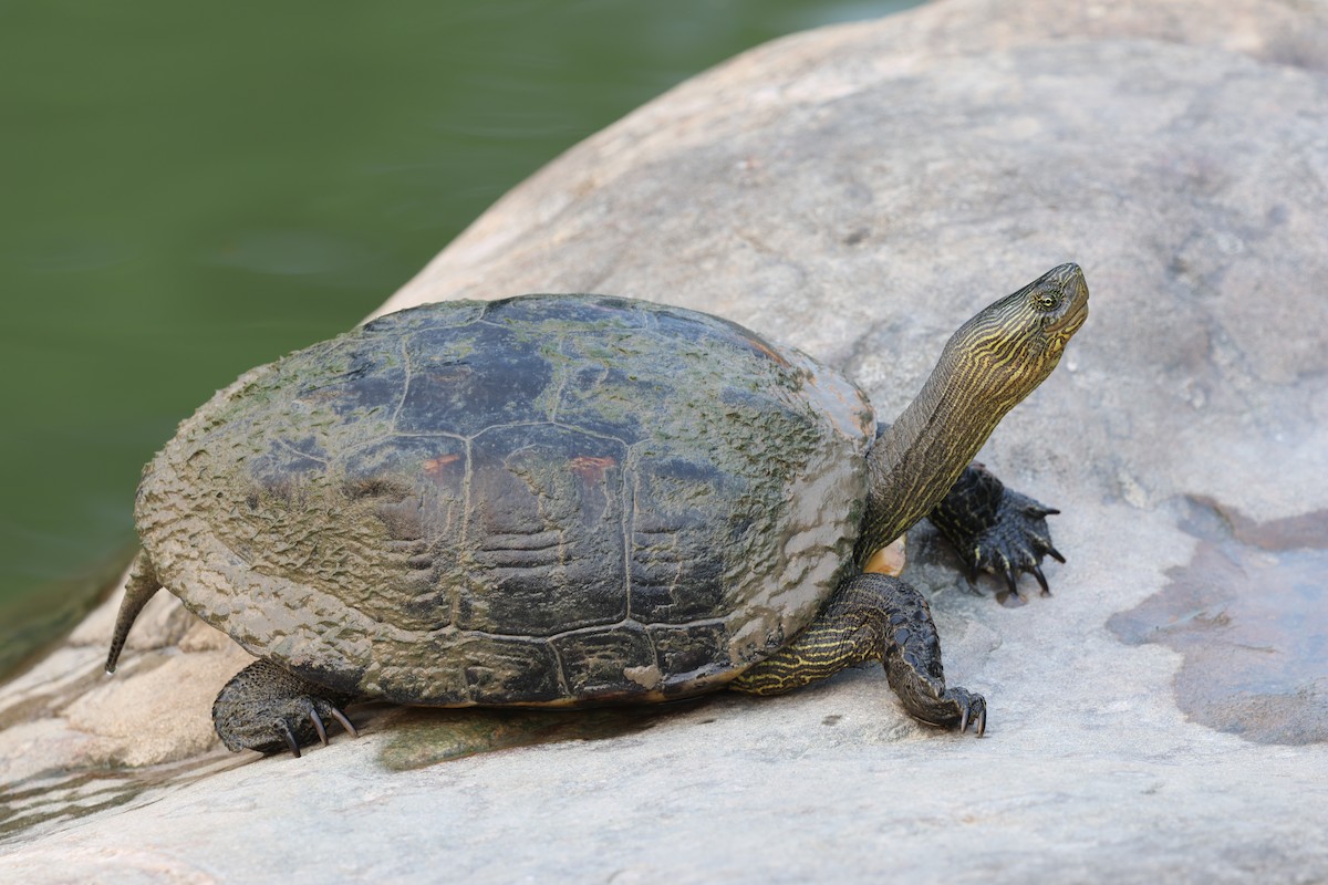 Common thread turtle - ML646604812