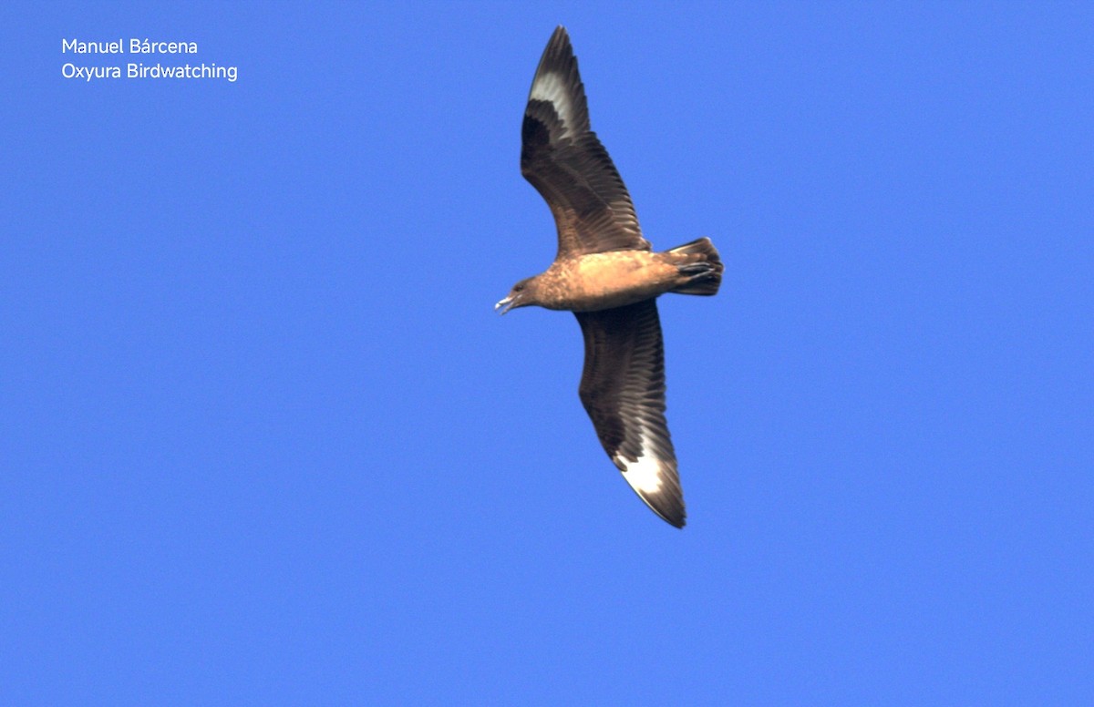 Great Skua - ML646604814